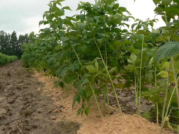  Le paillage des framboises vous permet de retenir l'humidité dans le sol