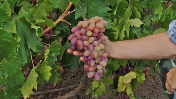  Il est très important de prendre en compte les caractéristiques de la variété sélectionnée et sa résistance au gel avant la plantation.