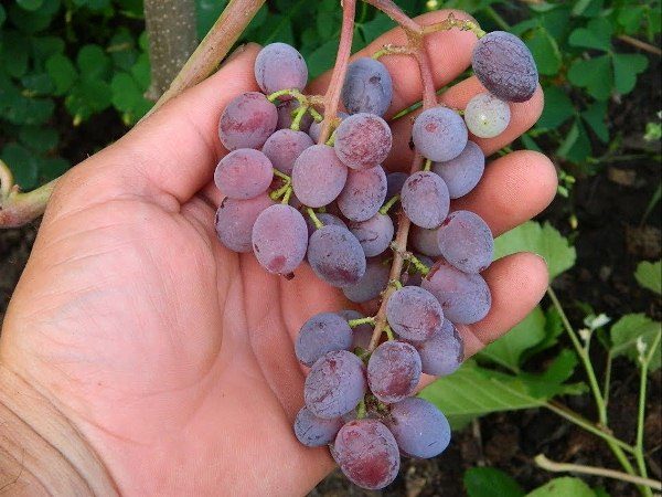  La variété Jupiter a un très bon goût - une combinaison de noix de muscade, de fraise et de cassis