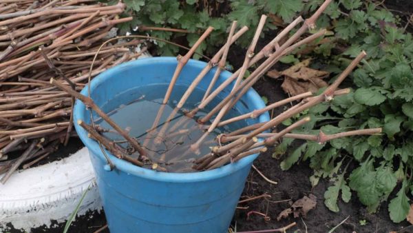  Chubuki doit être saturé d'humidité avant le stockage.