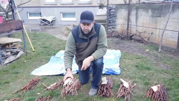  récolte des boutures de raisin