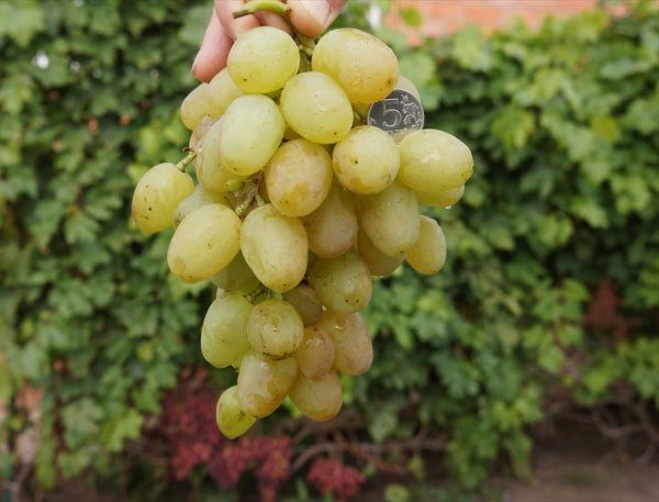  Uvas de grado monarca