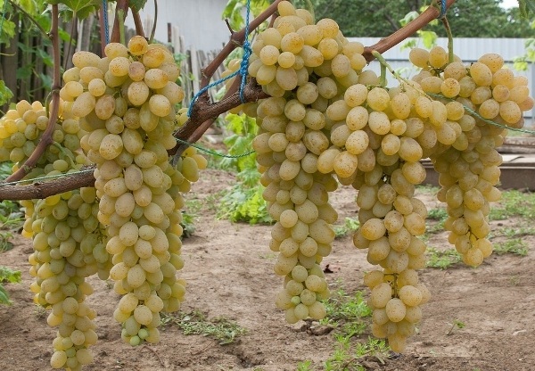  Raisins blancs de la variété de table