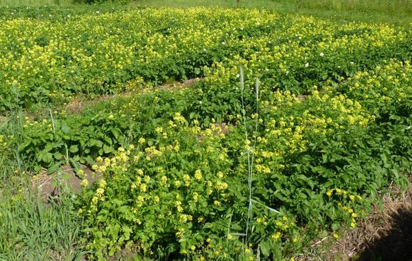  La masse verte de moutarde est riche en oligo-éléments précieux