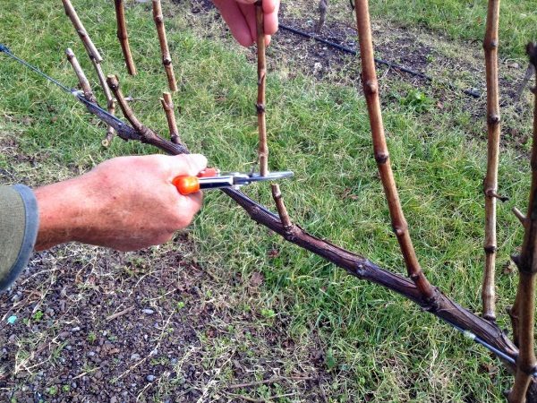  Améliorer la maturation des pousses et améliorer la qualité de la vendange Veles à l'aide de la taille au printemps et de la normalisation