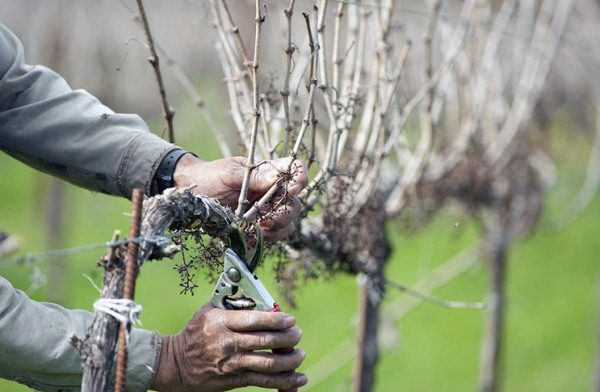  Les arbustes à raisins ont besoin d'élaguer des pousses et des manches inutiles