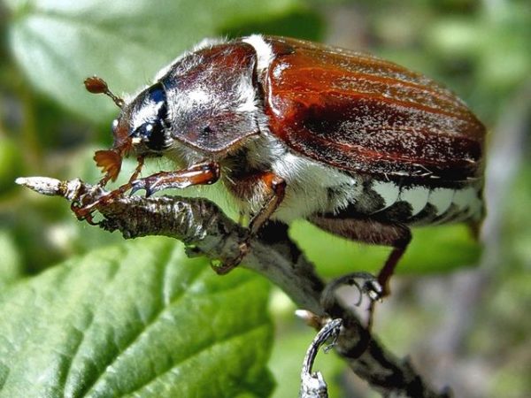  cockchafer