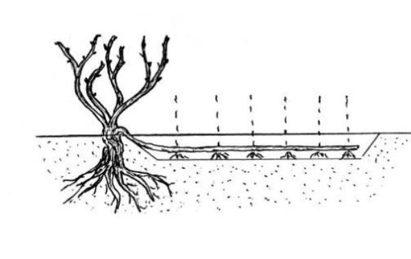  Las uvas de Agustín están bien propagadas por estratificación.