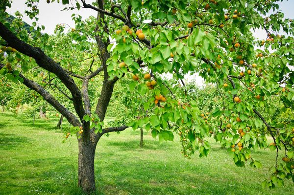  Alimentation d'abricot