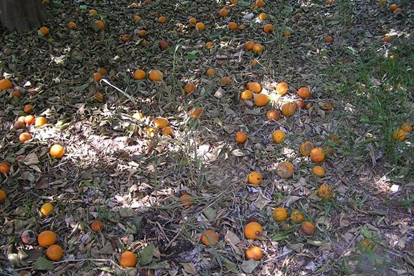  Dans l'environnement naturel, les feuilles et les fruits tombés compensent le manque d'éléments nutritifs.