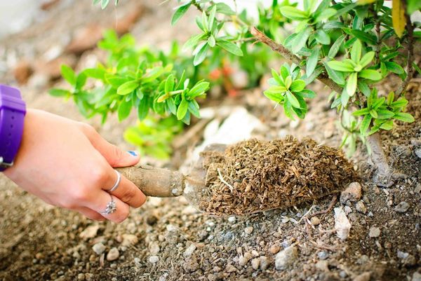  En appliquant de l'humus sur certaines fleurs, cela peut ralentir la floraison