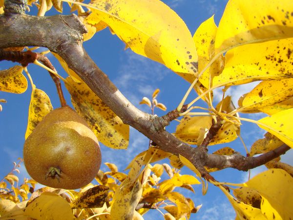  Le pansement est fait dans la zone du pré-cercle lorsqu'un tiers du feuillage a déjà viré au jaune.