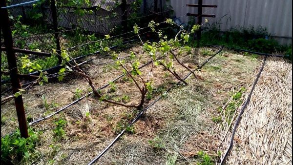  Vous pouvez irriguer les raisins à l’aide d’une irrigation goutte à goutte ou manuellement.