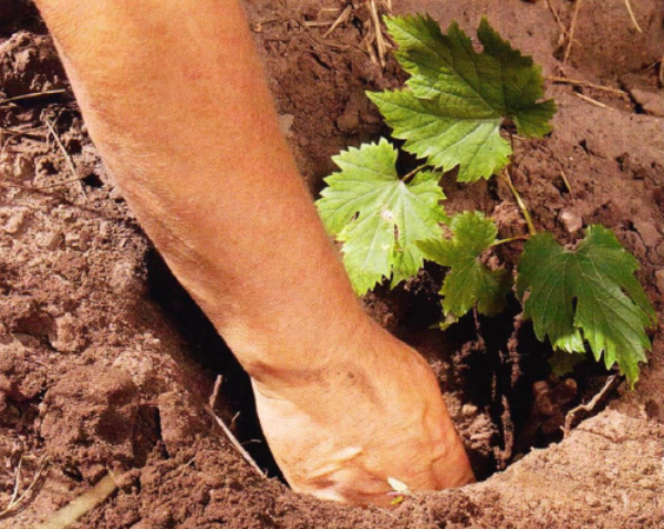  Las uvas monarca son muy termófilas y para una maduración rápida y suficiente de las bayas necesitan luz solar