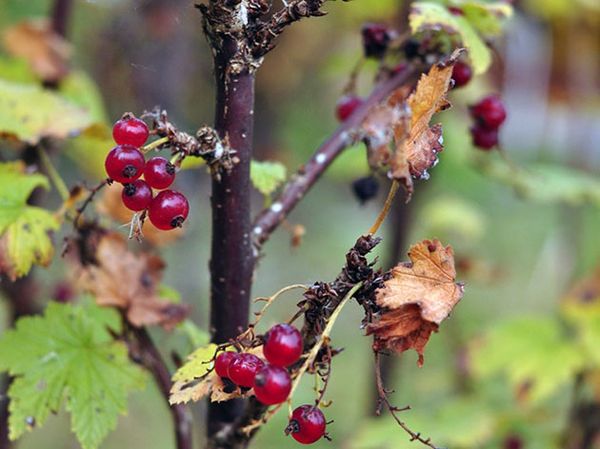  Soins pour les groseilles à l'automne