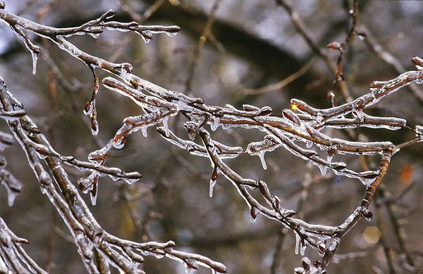  Une vinaigrette automnale est nécessaire pour que la prune résiste bien à l'hiver.