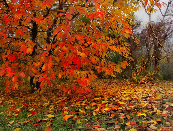  Top dressing de cerise à l'automne