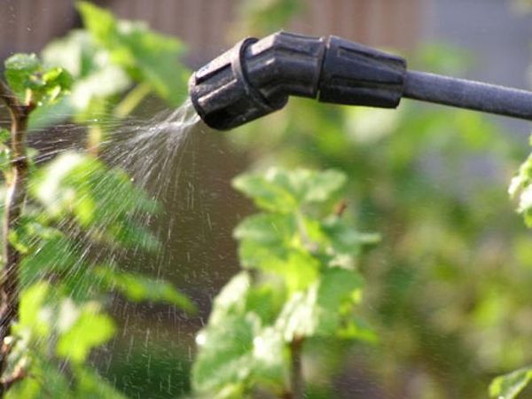  L'application foliaire est réalisée par irrigation à l'aide d'un pulvérisateur.