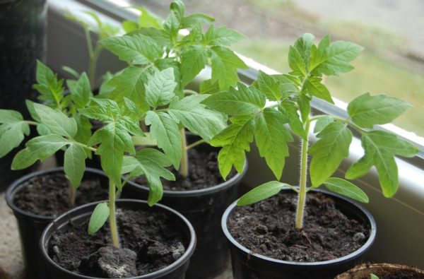  Plant de tomate aime la fraîcheur