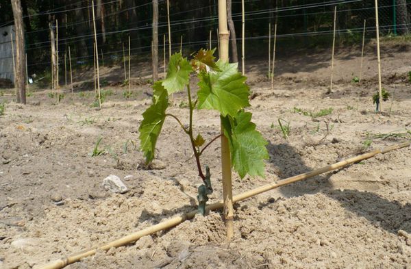  Pour les variétés à planter, vous devez sélectionner l’endroit le plus éclairé.