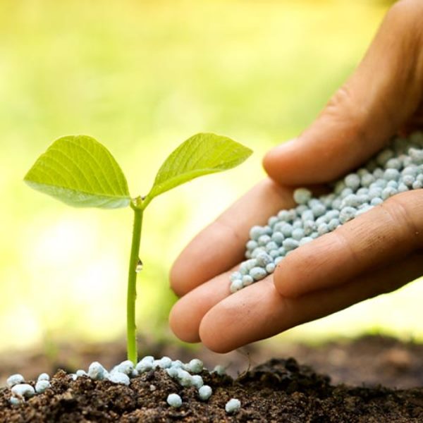  Top dressing d'un jeune arbre avec une préparation nv-101