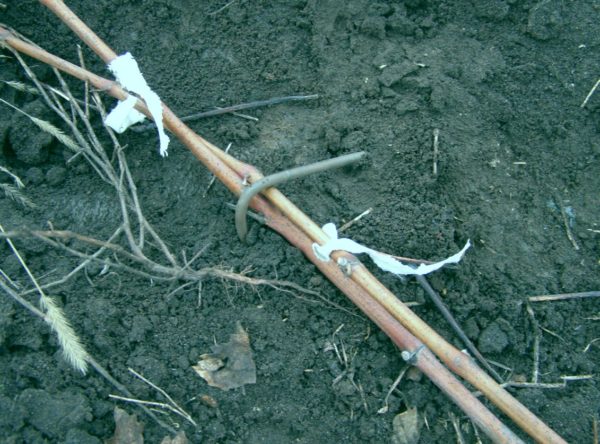  Plier la vigne au sol et la fixer avec des crochets en fer