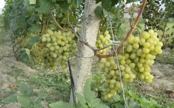  Esta variedad de uva es muy popular entre los viticultores y enólogos.