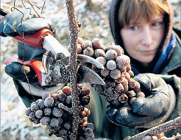  Pour atteindre la concentration maximale en sucre, les résidents de l’été récoltent les raisins après le premier gel.