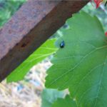  Feuille de vigne avec puce