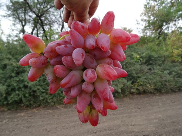  El peso medio de un puñado de variedades - 500 gramos.